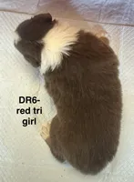 DR6, a female Australian Shepherd for sale in Ada, OH – 5 of 5