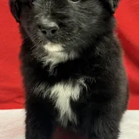 TA5, a male Australian Shepherd for sale in Ada, OH – 2 of 10