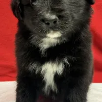 TA5, a male Australian Shepherd for sale in Ada, OH – 7 of 10