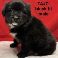 TA5, a male Australian Shepherd for sale in Ada, OH – 6 of 10
