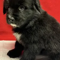 TA5, a male Australian Shepherd for sale in Ada, OH – 8 of 10