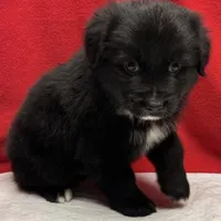 TA5, a male Australian Shepherd for sale in Ada, OH – 4 of 10