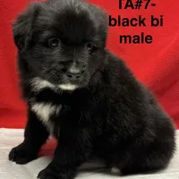 TA5, a male Australian Shepherd for sale in Ada, OH – 9 of 10