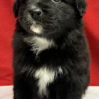 TA5, a male Australian Shepherd for sale in Ada, OH – 1 of 10