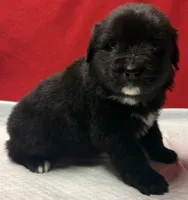 TA5, a male Australian Shepherd for sale in Ada, OH – Photo 4 of 6