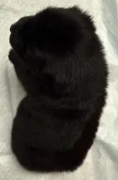 TA5, a male Australian Shepherd for sale in Ada, OH – Photo 6 of 6