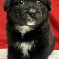 TA5, a male Australian Shepherd for sale in Ada, OH – 5 of 10