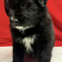 TA5, a male Australian Shepherd for sale in Ada, OH – 3 of 10