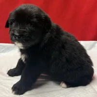 TA5, a male Australian Shepherd for sale in Ada, OH – Photo 5 of 6