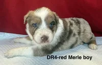 DR4, a female Australian Shepherd for sale in Ada, OH – 4 of 9