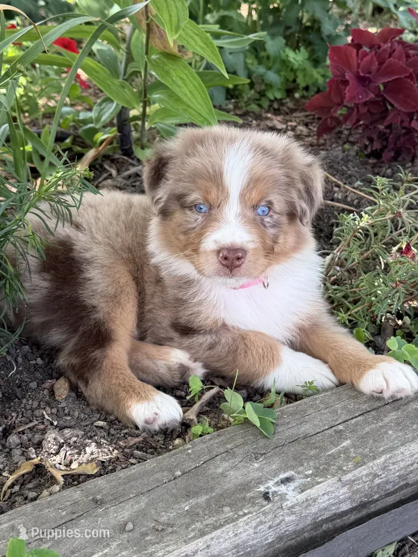 DR2 – Australian Shepherd puppy on hold in Ada, OH