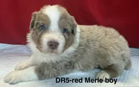 DR5, a male Australian Shepherd for sale in Ada, OH – 4 of 6