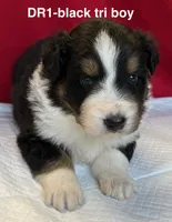 DR1, a male Australian Shepherd for sale in Ada, OH – 4 of 9