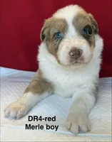 DR4, a female Australian Shepherd for sale in Ada, OH – 9 of 9
