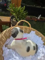 PINK, a female French Bulldog for sale in Hamilton, NJ – 5 of 5