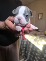 RED, a male French Bulldog for sale in Hamilton, NJ – 3 of 6