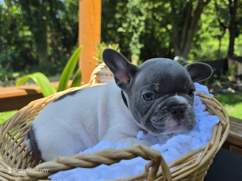 BLACK – French Bulldog puppy for sale in Hamilton, NJ