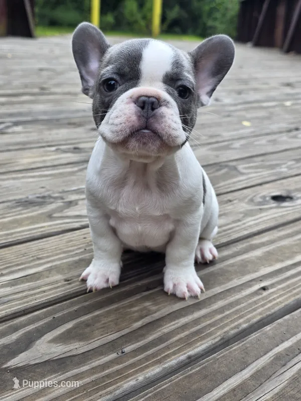 RED – French Bulldog puppy for sale in Hamilton, NJ