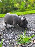 Green, a male French Bulldog for sale in Hamilton, NJ – 2 of 3