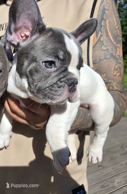 BLUE – French Bulldog puppy for sale in Hamilton, NJ