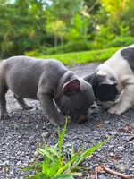 Green, a male French Bulldog for sale in Hamilton, NJ – 3 of 3