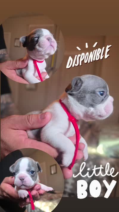 RED, a male French Bulldog for sale in Hamilton, NJ – 6 of 6