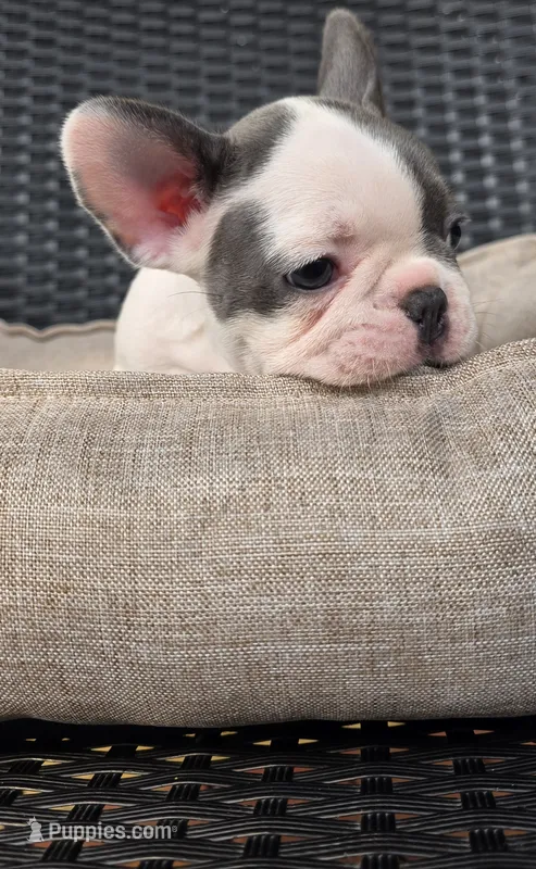 PINK – French Bulldog puppy for sale in Hamilton, NJ