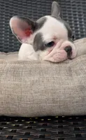 PINK, a female French Bulldog for sale in Hamilton, NJ – 1 of 7