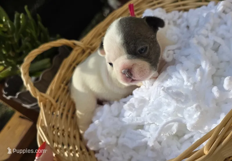 PINK – French Bulldog puppy for sale in Hamilton, NJ