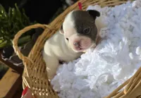 PINK, a female French Bulldog for sale in Hamilton, NJ – 1 of 5