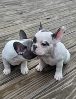 ORANGE, a female French Bulldog for sale in Hamilton, NJ – 3 of 3