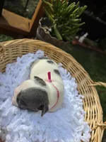 PINK, a female French Bulldog for sale in Hamilton, NJ – 3 of 5