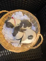 BLACK, a male French Bulldog for sale in Hamilton, NJ – 2 of 2