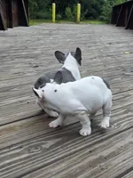ORANGE, a female French Bulldog for sale in Hamilton, NJ – 2 of 3