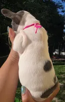 PINK, a female French Bulldog for sale in Hamilton, NJ – 5 of 7