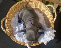 PUPLE, a female French Bulldog for sale in Hamilton, NJ – 3 of 3
