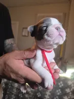 RED, a male French Bulldog for sale in Hamilton, NJ – 2 of 6
