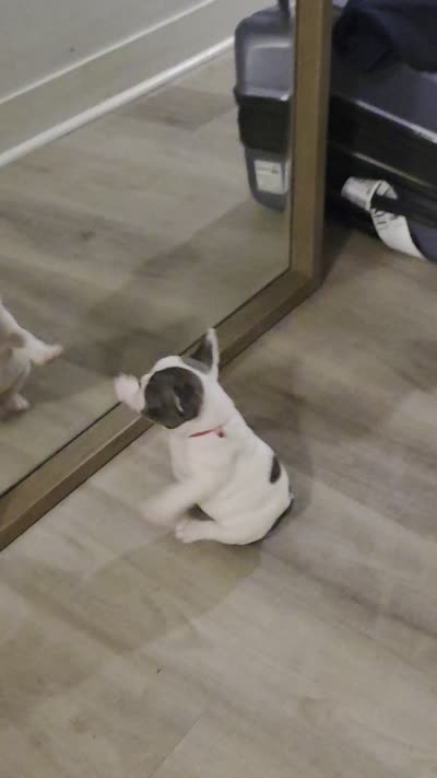 PINK, a female French Bulldog for sale in Hamilton, NJ – 7 of 7