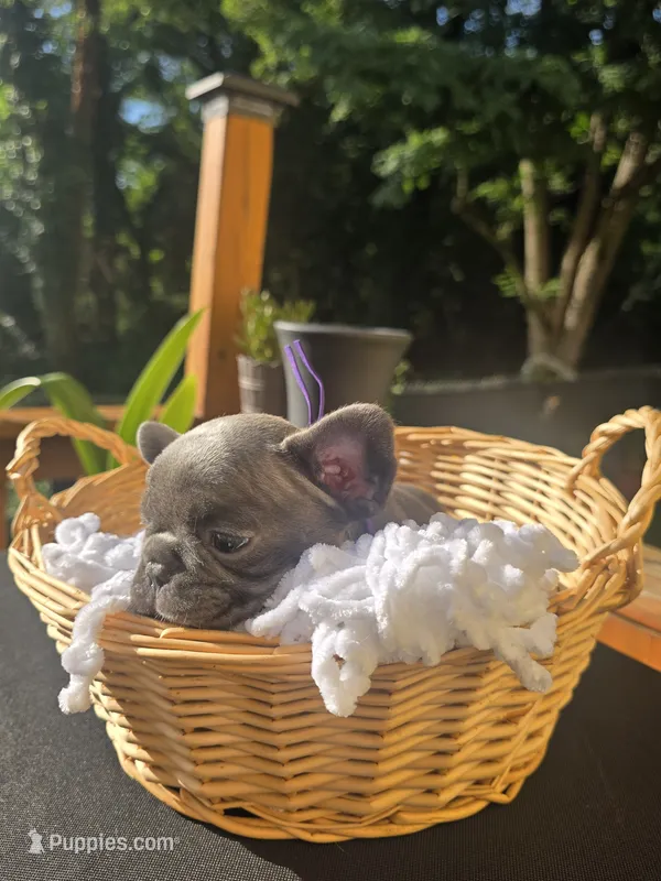 PUPLE – French Bulldog puppy for sale in Hamilton, NJ