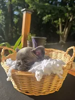 PUPLE, a female French Bulldog for sale in Hamilton, NJ – 1 of 3