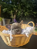 PUPLE, a female French Bulldog for sale in Hamilton, NJ – 2 of 3