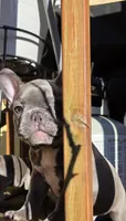 Green, a male French Bulldog for sale in Hamilton, NJ – 4 of 7