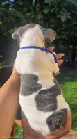BLUE, a male French Bulldog for sale in Hamilton, NJ – 5 of 6