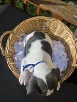 BLUE, a male French Bulldog for sale in Hamilton, NJ – 3 of 6