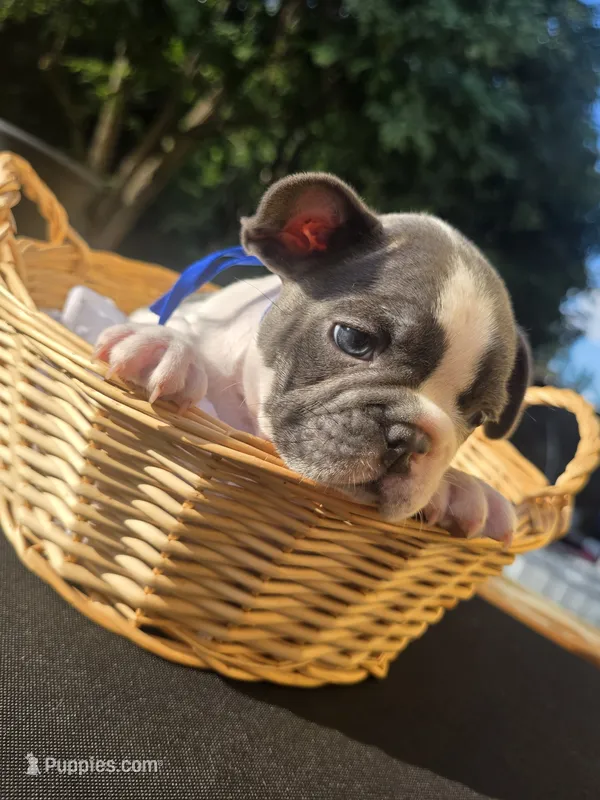BLUE – French Bulldog puppy for sale in Hamilton, NJ