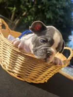 BLUE, a male French Bulldog for sale in Hamilton, NJ – 4 of 6
