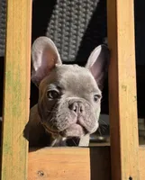 Green, a male French Bulldog for sale in Hamilton, NJ – 3 of 7