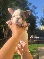 PINK, a female French Bulldog for sale in Hamilton, NJ – 4 of 7