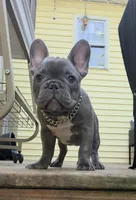 Green, a male French Bulldog for sale in Hamilton, NJ – 2 of 7
