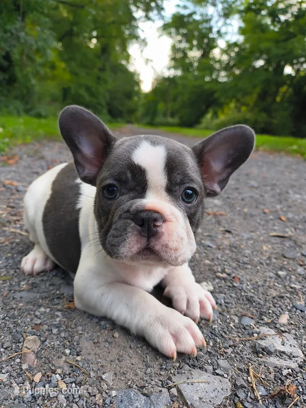 BLUE – French Bulldog puppy for sale in Hamilton, NJ